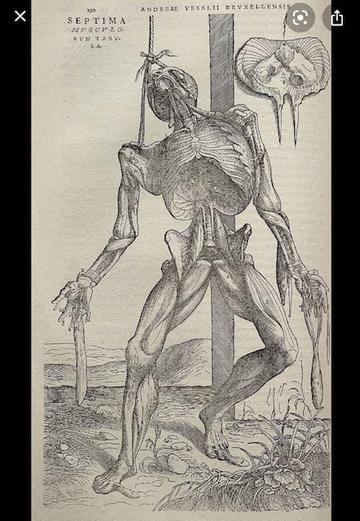 Image depicting a 16th century anatomy drawing of a standing human body by Andreas Vesalius