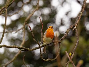 Red breasted robin singing on a branch, background of trees is blurry