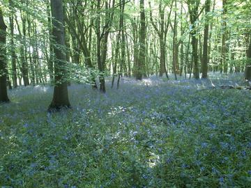 Bluebells in Wytham Woods